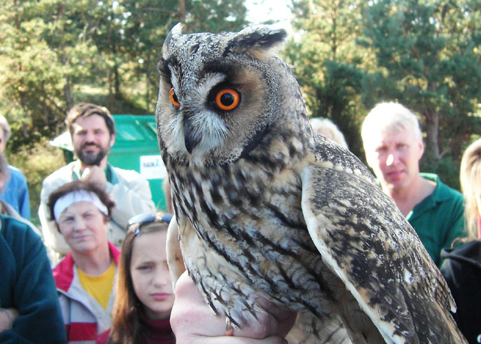 Kõrvukräts (Asio otus)
Kabli linnujaam, Pärnumaa, september 2005

UP
Keywords: ringing rõngastamine rõngastus long-eared owl