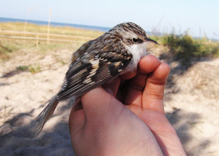 Porr (Certhia familiaris)
Kabli linnujaam, Pärnumaa, september 2005
UP
Keywords: ringing rõngastamine rõngastus Treecreeper