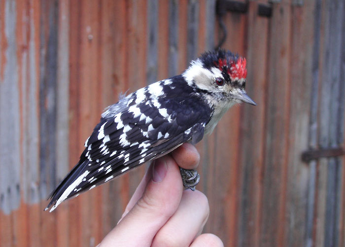 Väike-kirjurähn (Dendrocopos minor)
Vaibla linnujaam, Viljandimaa, august 2005

UP
Keywords: ringing rõngastamine rõngastus Lesser Spotted Woodpecker