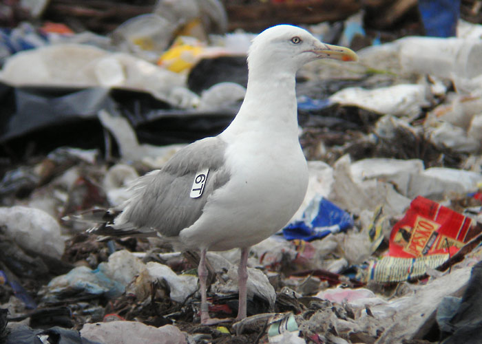 Hõbekajakas (Larus argentatus)
Rääma prügila, Pärnumaa, august 2005. Saksamaal tiivamärgistatud lind.

UP
Keywords: ringing rõngastamine rõngastus Herring gull