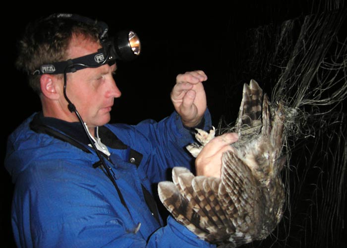 Mati kodukakku (Strix aluco) rõngastamas
Sõrve linnujaam, Saaremaa, oktoober 2005

UP
Keywords: ringing rõngastamine rõngastus Tawny Owl