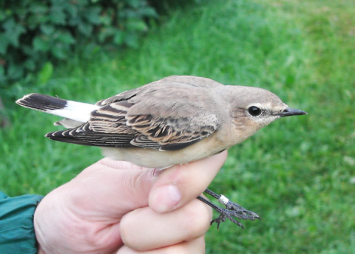 Kivitäks (Oenanathe oenanthe)
Sõrve linnujaam, Saaremaa, august 2005

UP
Keywords: ringing rõngastamine rõngastus wheatear