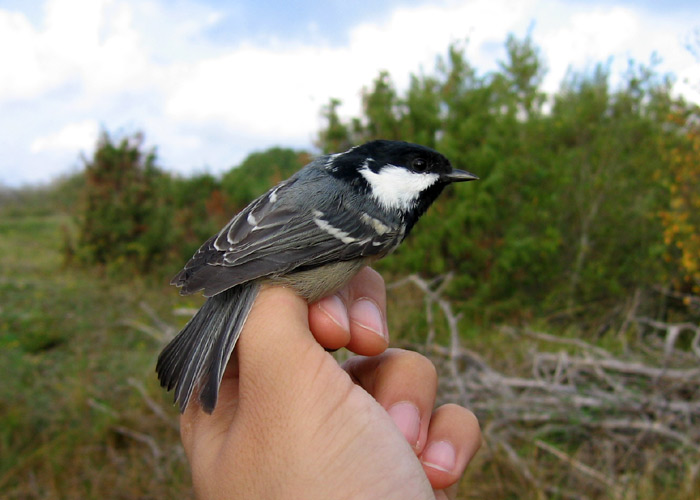 Musttihane (Parus ater)
Sõrve linnujaam, Saaremaa, oktoober 2005

Riho Marja
Keywords: ringing rõngastamine rõngastus coal tit