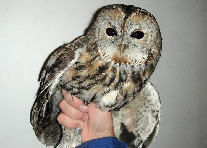 Kodukakk (Strix aluco)
Sõrve linnujaam, Saaremaa, oktoober 2005

UP
Keywords: ringing rõngastamine rõngastus tawny owl