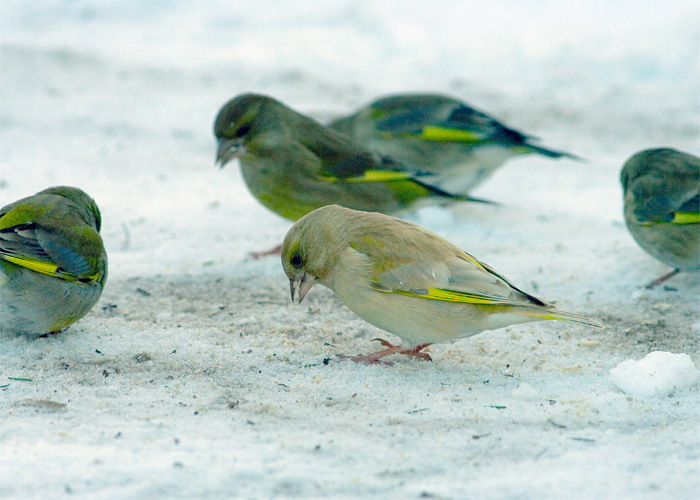 Rohevint (Carduelis chloris)
Tõrva, Valgamaa, 27.1.07. Leukismiga lind.

Olev Merivee

Keywords: abberrations colour greenfinch