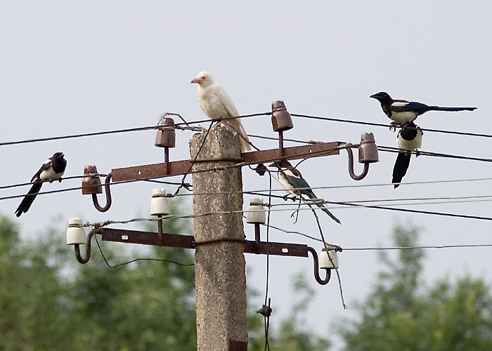 Hallvares (Corvus corone cornix)
Plaani, Võrumaa, juuli 2005. Lind oli teiste vareste ja harakate poolt väga tõrjutud.

Margus Muts 

Keywords: abberrations colour hooded crow