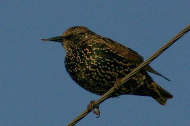 Kuldnokk (Sturnus vulgaris)
Raadi 14.11.2004. Linnu nokk on väärarenguga. 

UP
Keywords: abberrations colour starling