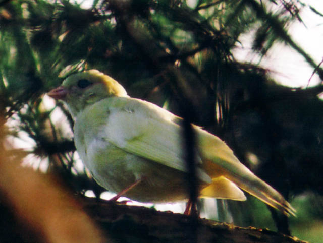 Talvike (Emberiza citrinella)
Saaremaa, Karja küla, september 2004. Flavism on talvikestel üks sagedasemaid värvushälbeid. 

Jan Siimson 
Keywords: abberrations colour yellowhammer