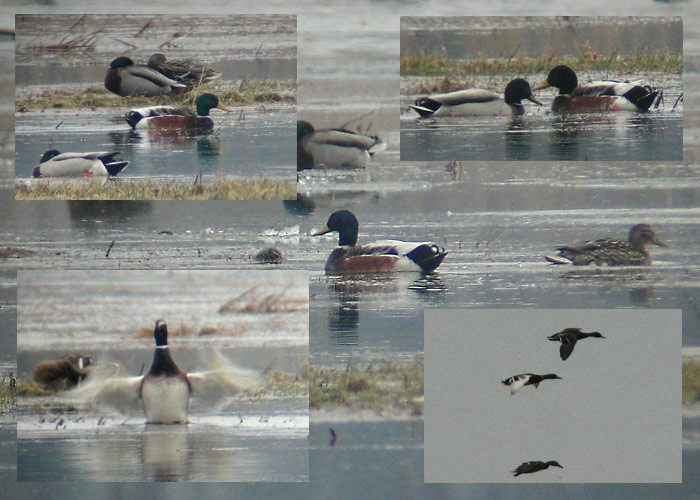 Sinikael-part (Anas platyrhynchos)
Aardla polder, Tartumaa, 9.4.2005

UP
Keywords: abberrations colour mallard