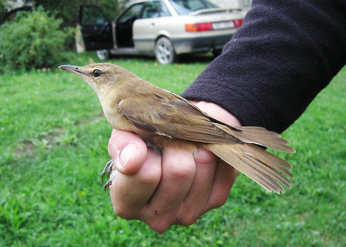 Rästas-roolind (Acrocephalus arundinaceus)
Vaibla linnujaam, Viljandimaa, august 2005

UP
Keywords: ringing rõngastamine rõngastus great reed warbler