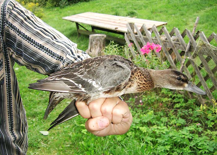 Rägapart (Anas querquedula)
Vaibla linnujaam, Viljandimaa, august 2005. Vaibla esimene.

UP
Keywords: ringing rõngastamine rõngastus garganey