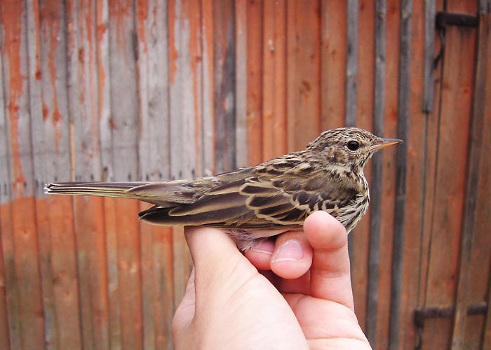 Metskiur (Anthus trivialis)
Vaibla linnujaam, Viljandimaa, august 2005

UP
Keywords: ringing rõngastamine rõngastus tree pipit