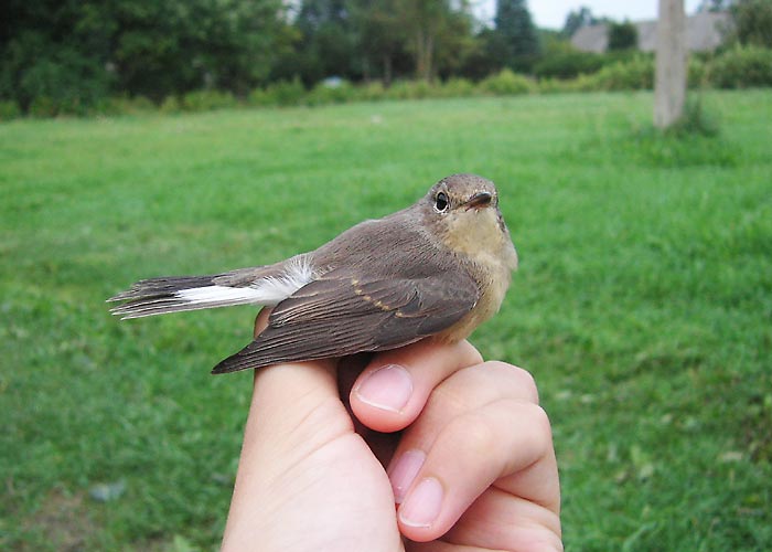 Väiketikk (Ficedula parva)
Vaibla linnujaam, Viljandimaa, august 2005

UP
Keywords: ringing rõngastamine rõngastus Red-breasted flycatcher kärbsenäpp