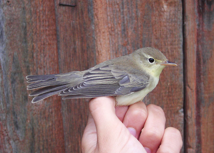 Käosulane (Hippolais icterina)
Vaibla linnujaam, Viljandimaa, august 2005

UP
Keywords: ringing rõngastamine rõngastus warbler icterine