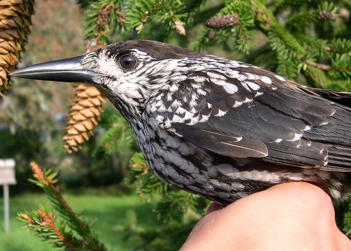 Mänsak (Nucifraga caryocatactes)
Sõrve linnujaam, Saaremaa, september 2004

UP
Keywords: ringing rõngastamine rõngastus Nutcracker