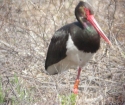 black_stork.jpg