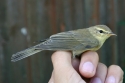 willow_warbler.jpg