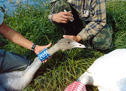 Laululuik (Cygnus cygnus)
Ilmatsalu, Tartumaa

UP
Keywords: ringing rõngastamine rõngastus whooper swan