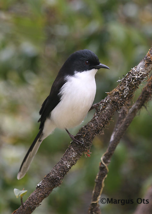 Heterophasia melanoleuca
Doi Inthanon
Keywords: Tai Thailand dark-backed sibia