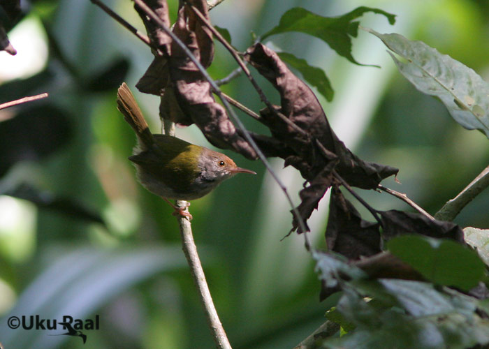 Orthotomus sutorius
Chiang Dao
Keywords: Tai Thailand common tailorbird