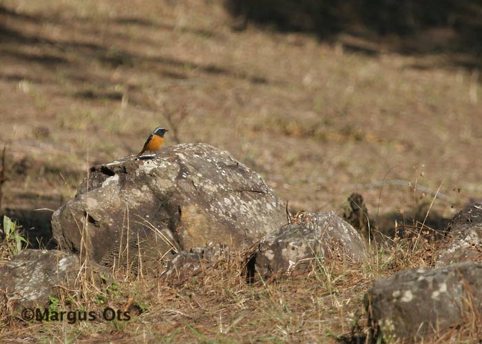 Phoenicurus auroreus
Ang Khang
Keywords: Tai Thailand daurian restart