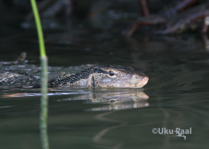 Varaan
Chao Samran
Keywords: Tai Thailand dragon