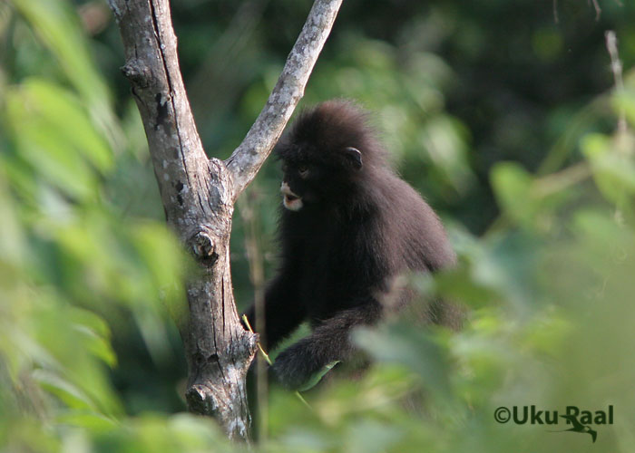 Trachypithecus obscurus
Kaeng Krachan - üks kahest ahviliigist keda nägime
Keywords: Tai Thailand dusky langur