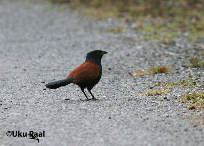 Centropus sinensis
Doi Pha Hom Pok
Keywords: Tai Thailand greater coucal