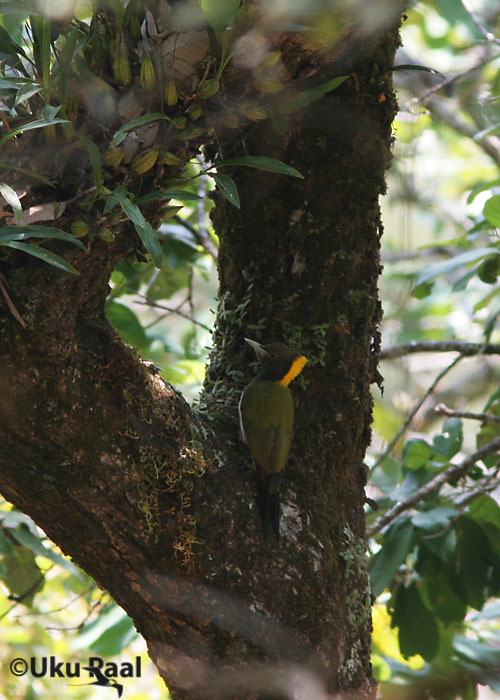 Picus flavinucha
Doi Chiang Dao
Keywords: Tai Thailand greater yellownape