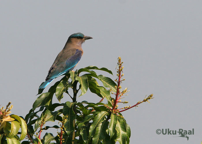 Coracias bengalensis
Tha Ton
Keywords: Tai Thailand indian roller