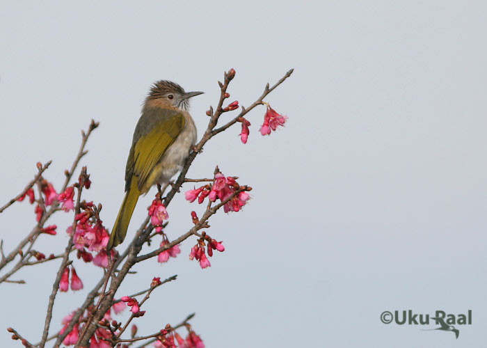 Hypsipetes mcclellandii
Doi Pha hom Pok
Keywords: Tai Thailand mountain bulbul