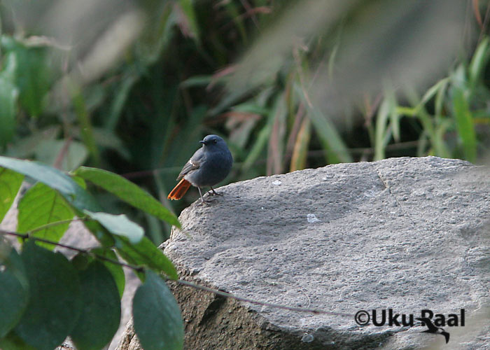 Rhyacornis fuliginosus
Pha Hom Pok
Keywords: Tai Thailand plumbeous water-redstart