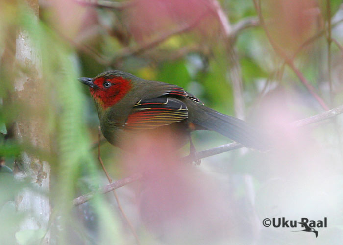 Liocichla phoenicea
Peiduline liik, keda näha ja pildistada väga raske. Doi Pha Hom Pok.
Keywords: Tai Thailand red-faced liocichla