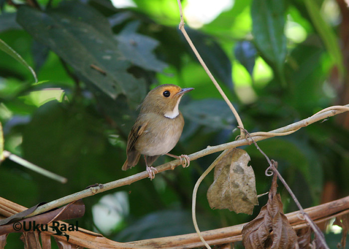 Ficedula solitaris
Kaeng Krachan
Keywords: Tai Thailand rufous-browed flycatcher