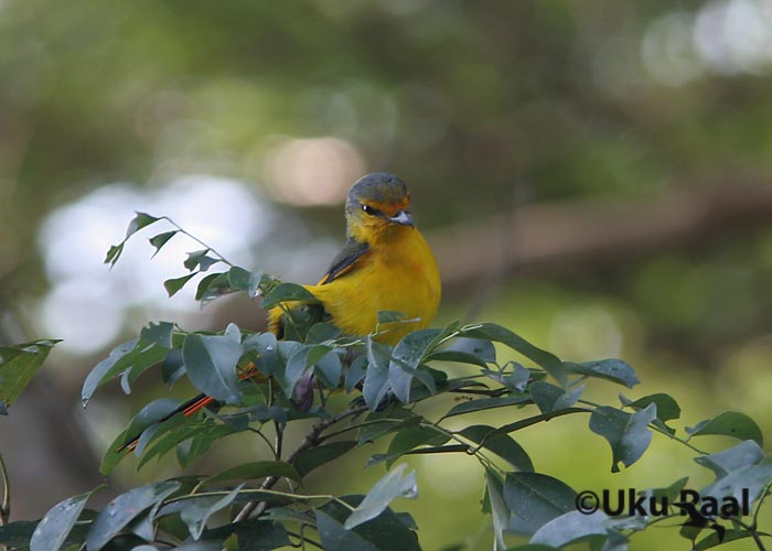 Pericrocotus flammeus
Doi Inthanon
Keywords: Tai Thailand scarlet minivet