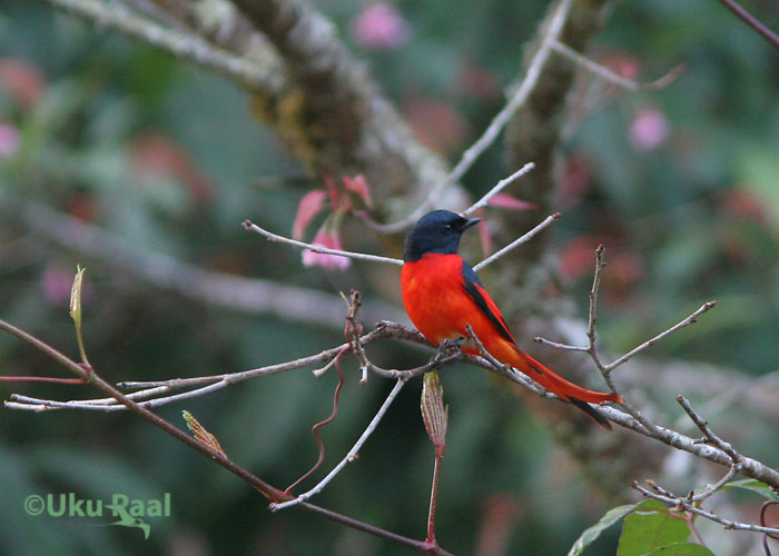 Pericrocotus brevirostris
Doi Inthanon 
Keywords: Tai Thailand short-billed minivet