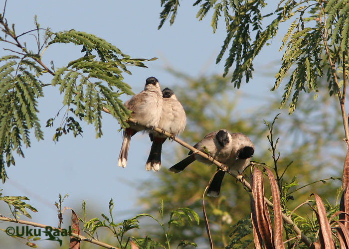 Pycnonotus aurigaster
Chiang Dao
Keywords: Tai Thailand sooty-headed bulbul