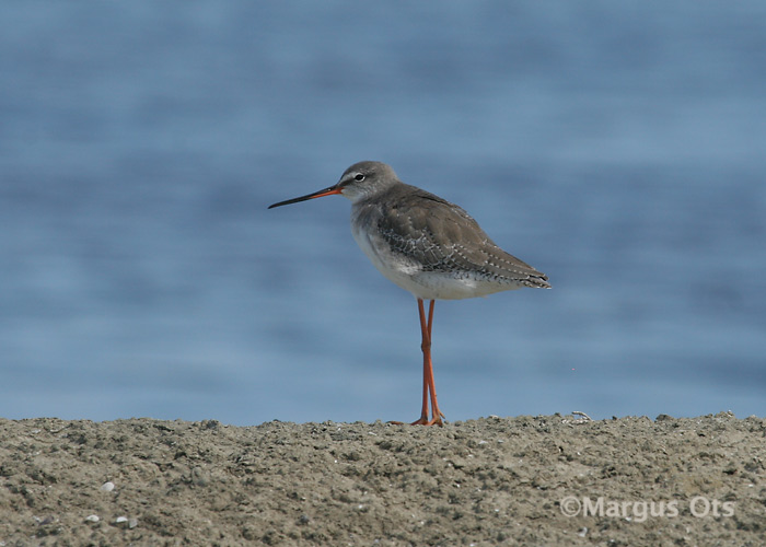 Tringa erythropus
Chao Samran
Keywords: Tai Thailand spotted redshank