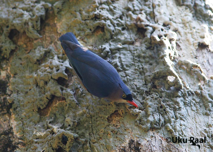 Sitta frontalis
Chiang Dao
Keywords: Tai Thailand velvet-fronted nuthatch