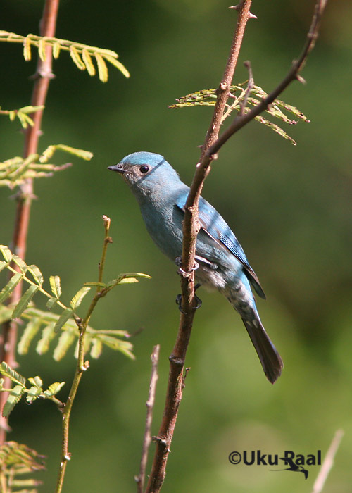 Eumyias thalassina
Doi Inthanon
Keywords: Tai Thailand verditer flycatcher