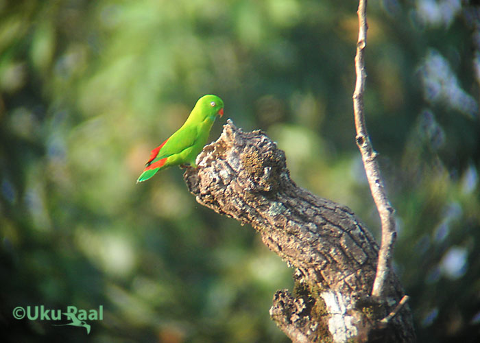 Loriculus vernalis
Kaeng Krachan
Keywords: Tai Thailand vernal-hanging parrot papagoi