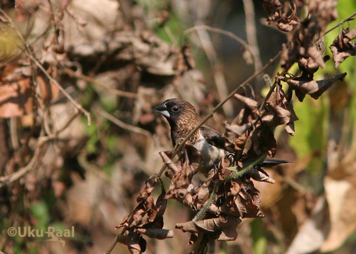 Lonchura striata
Tha Ton
Keywords: Tai Thailand white-rumped munia