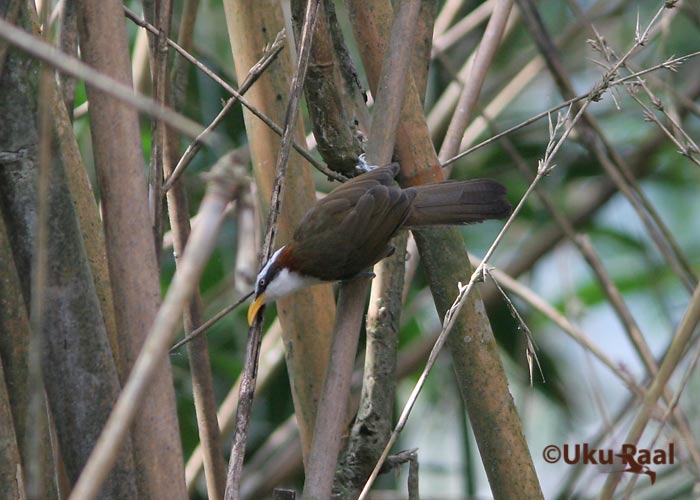 Pomatorhinus schisticeps
Kaeng Krachan
Keywords: Tai Thailand white-browed scimitar-babbler