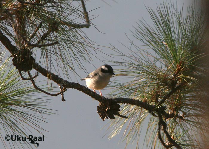 Pteruthius flaviscapis
Doi Chiang Dao
Keywords: Tai Thailand white-browed shrike-babbler