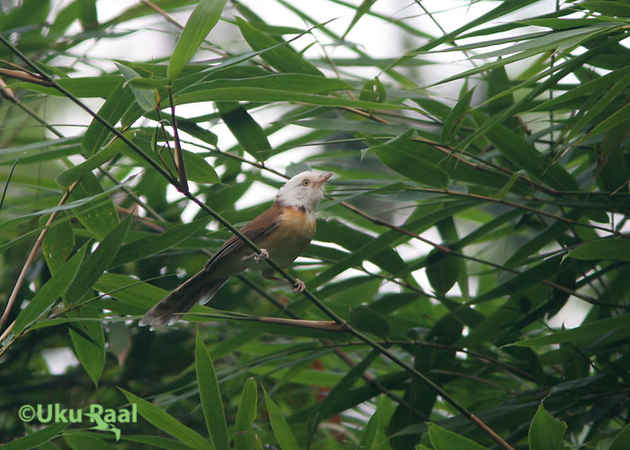 Gampsorhynchys rufulus
Kaeng Krachan
Keywords: Tai Thailand white-hooded babbler