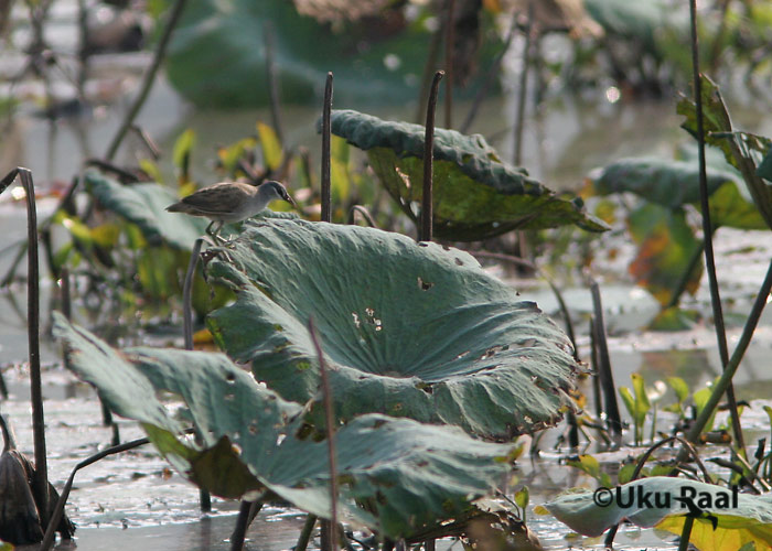 Porzana cinerea
Chiang Saeni järv
Keywords: Tai Thailand white-browed crake