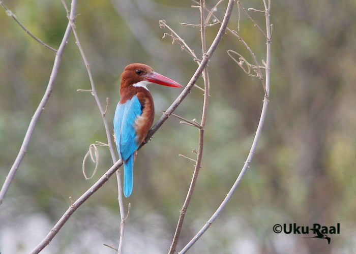 Halcyon smyrnensis
Chiang Saeni järv
Keywords: Tai Thailand white-throated kingfisher