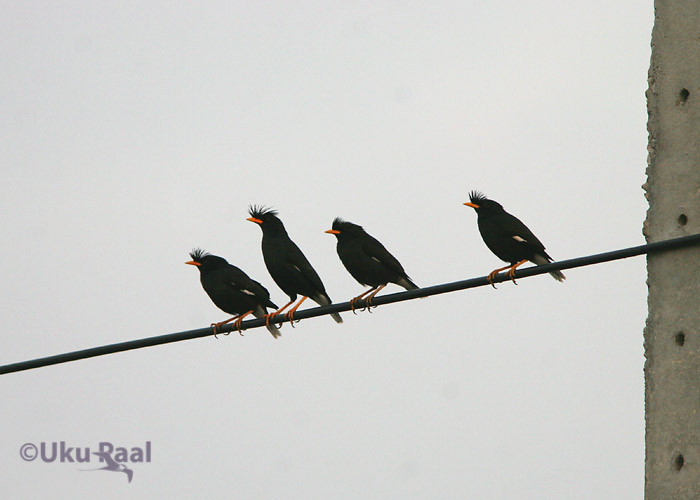 Acridotheres grandis
Chao Samran
Keywords: Tai Thailand white-vented myna