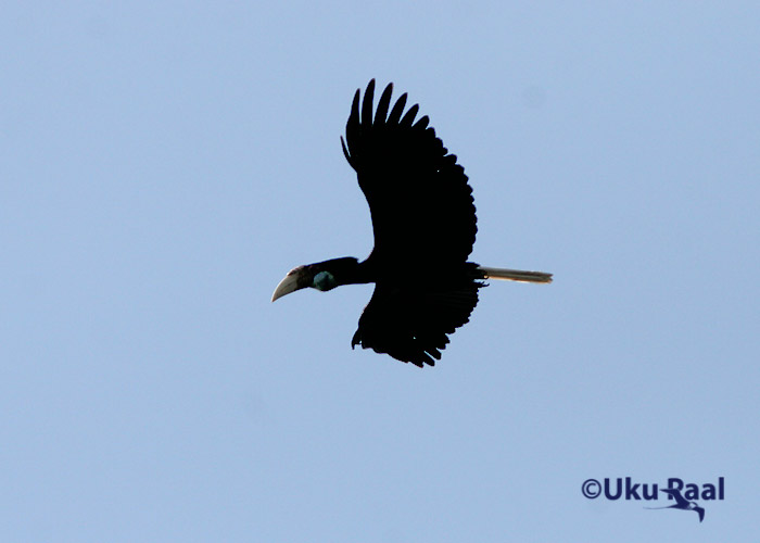 Aceros undulatus
Kaeng Krachan
Keywords: Tai Thailand wreathed hornbill