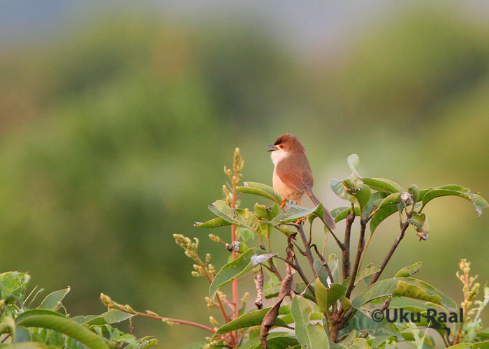 Chrysomma sinense
Tha Ton
Keywords: Tai Thailand yellow-eyed babbler